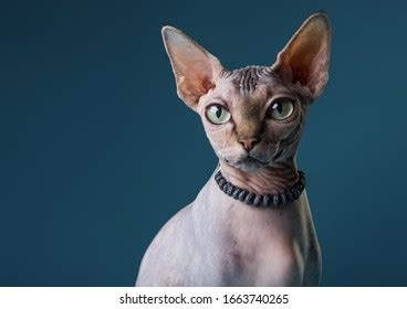 nude cat|15,547 Naked Cat Images, Stock Photos, and Vectors